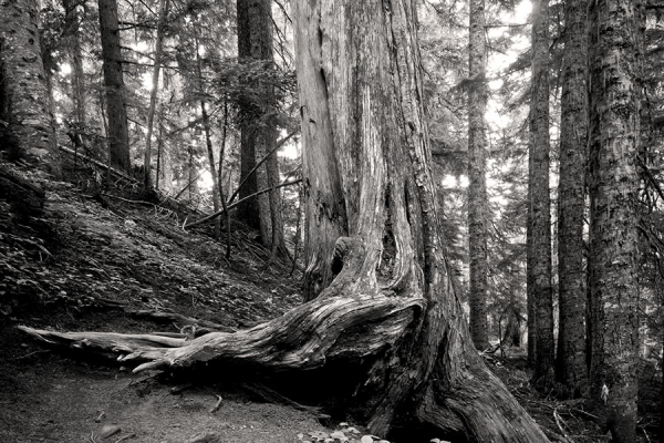 Photograph Ric Peterson Twisted Roots on One Eyeland